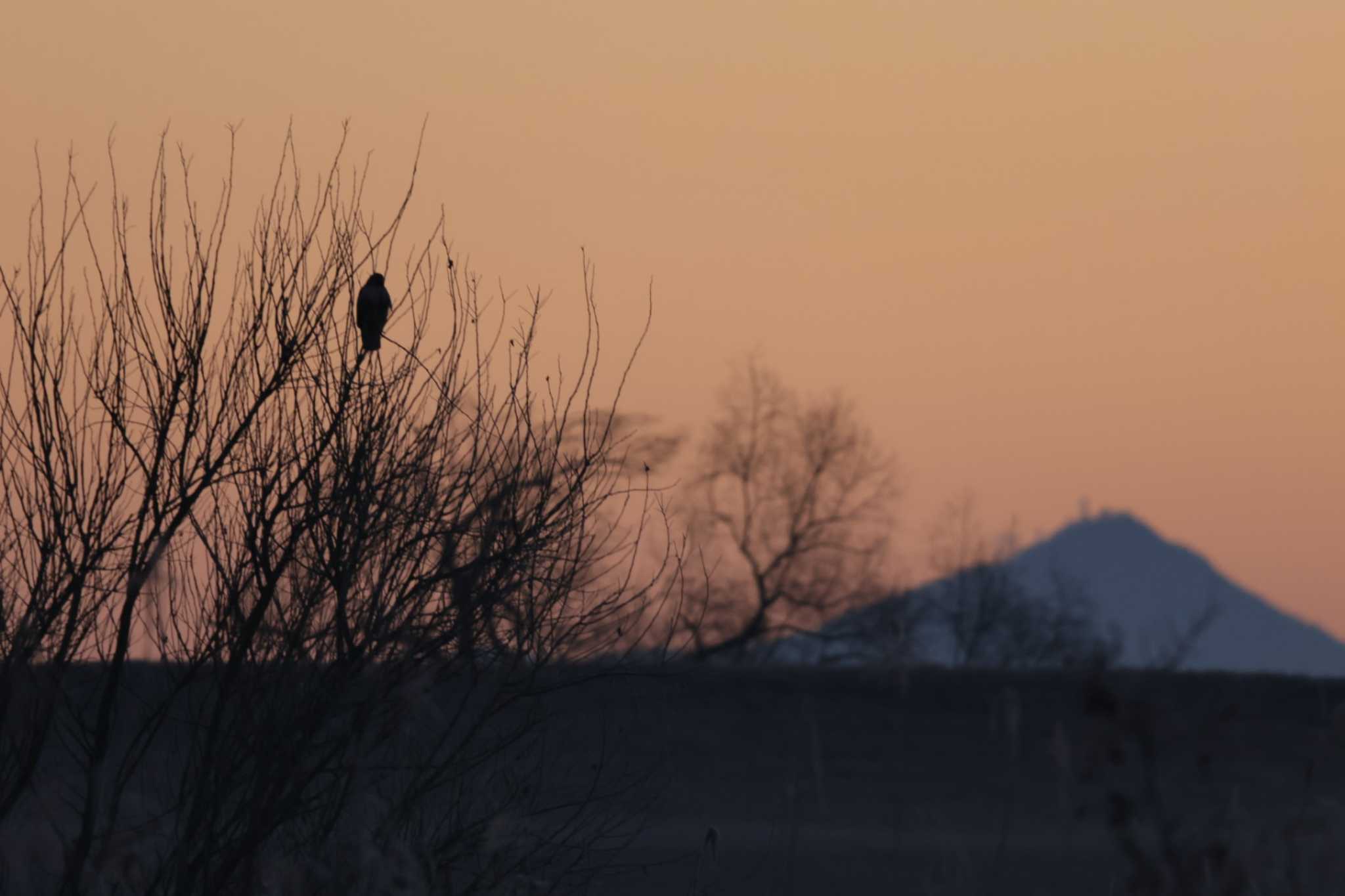 Eastern Buzzard