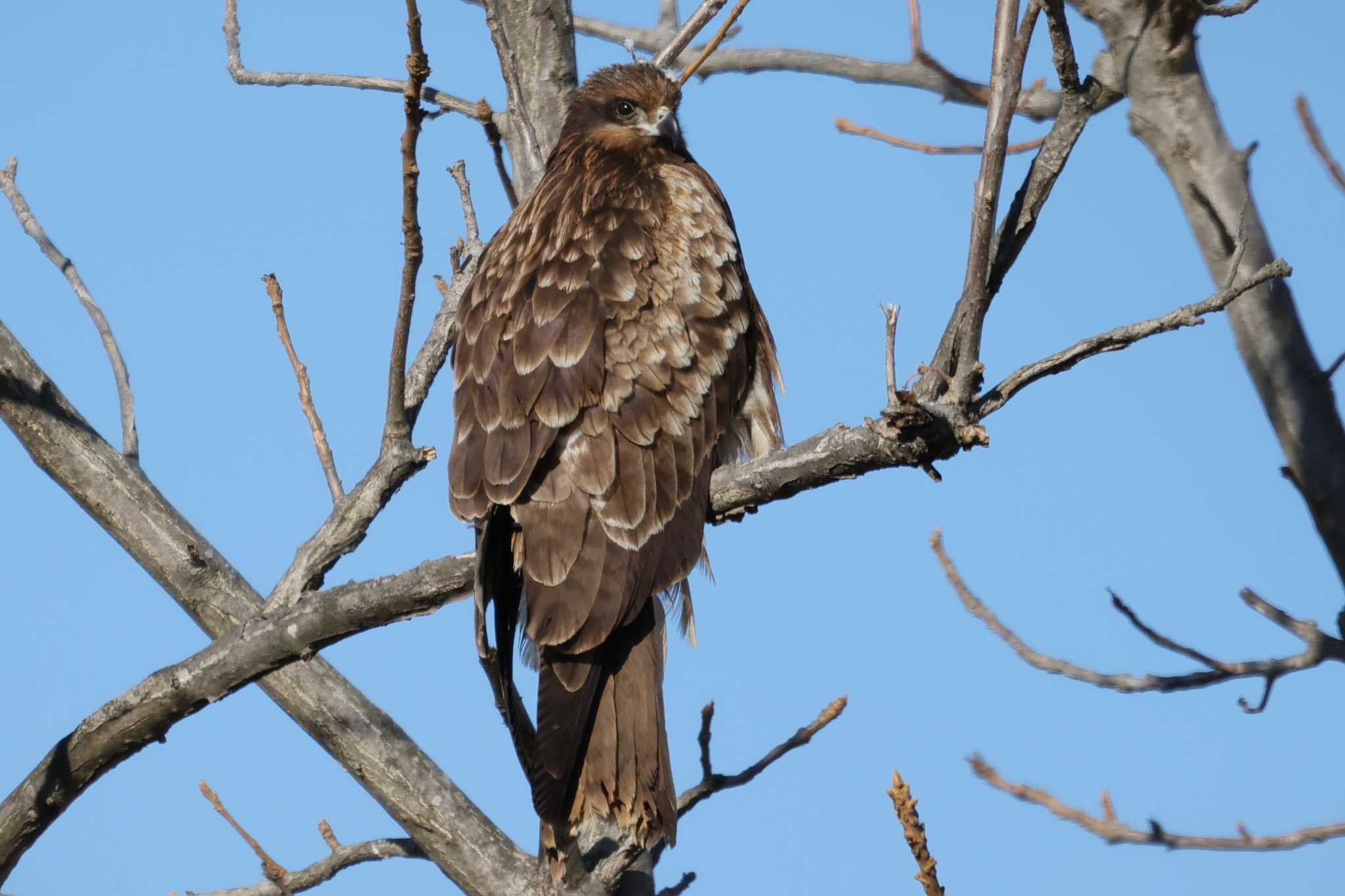 Black Kite