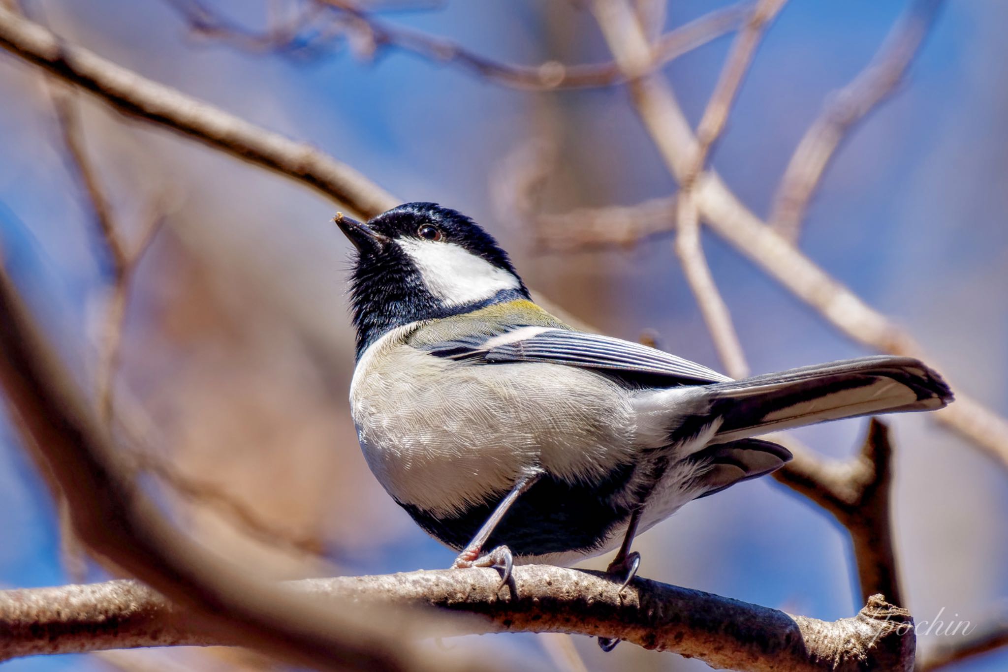 Japanese Tit