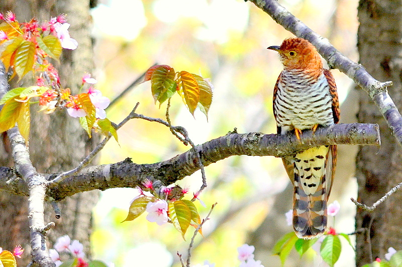 Photo of Oriental Cuckoo at 北海道 by Markee Norman