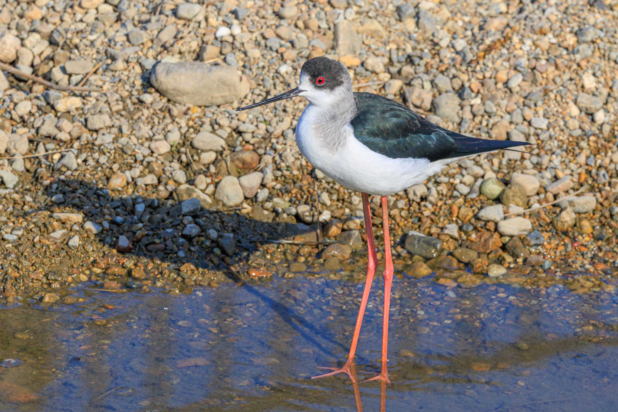 Photo of Black-winged Stilt at 喜瀬川 by ときのたまお