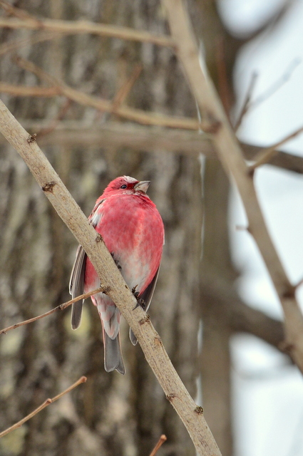 Photo of Pallas's Rosefinch at 北海道 by Markee Norman