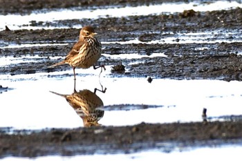 Water Pipit Unknown Spots Sat, 1/13/2024