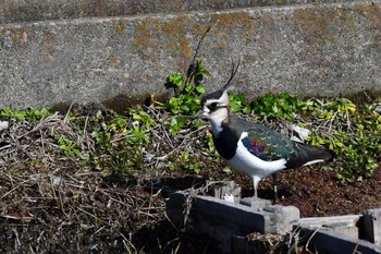 Northern Lapwing Unknown Spots Sat, 1/13/2024