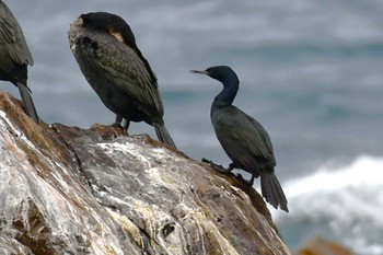 Pelagic Cormorant 北茨城 Sat, 1/13/2024