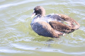 Mon, 1/15/2024 Birding report at Suwako Lake