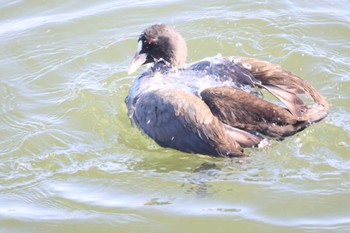 2024年1月15日(月) 諏訪湖の野鳥観察記録