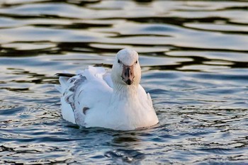 Snow Goose 栃木県 Sun, 1/14/2024