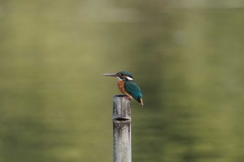 Common Kingfisher Machida Yakushiike Park Wed, 12/20/2023