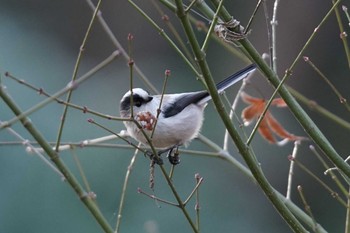 Long-tailed Tit Machida Yakushiike Park Wed, 12/20/2023