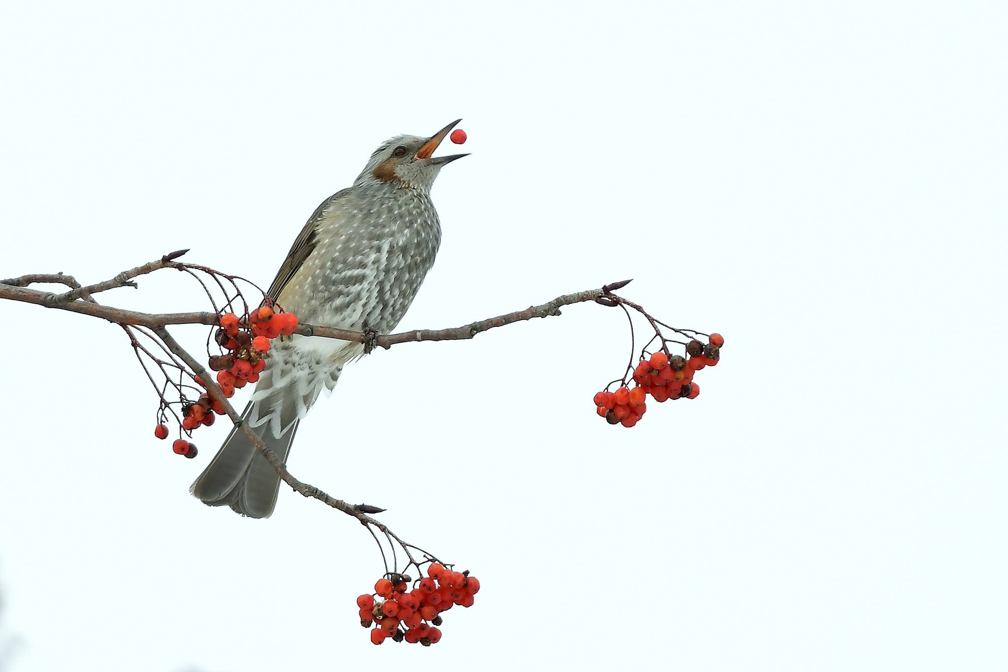 Brown-eared Bulbul