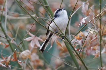 Long-tailed Tit Machida Yakushiike Park Wed, 12/20/2023