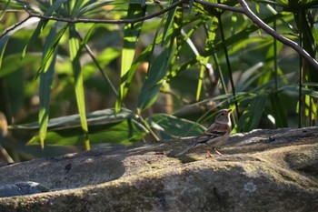 Brambling Inokashira Park Fri, 1/12/2024