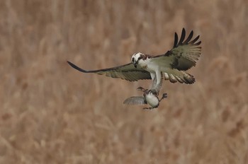 Osprey 愛知県 Wed, 1/10/2024