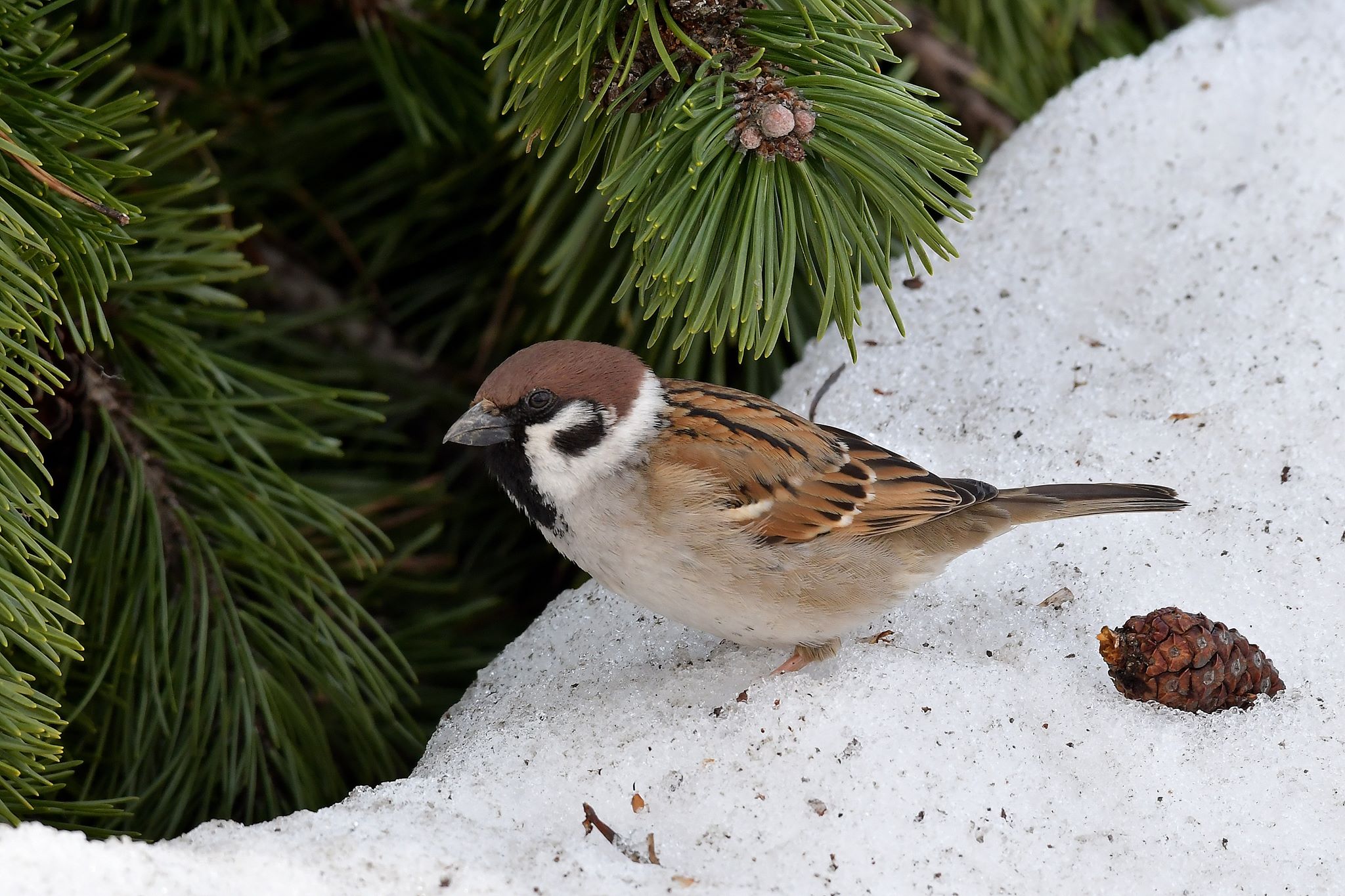 Eurasian Tree Sparrow