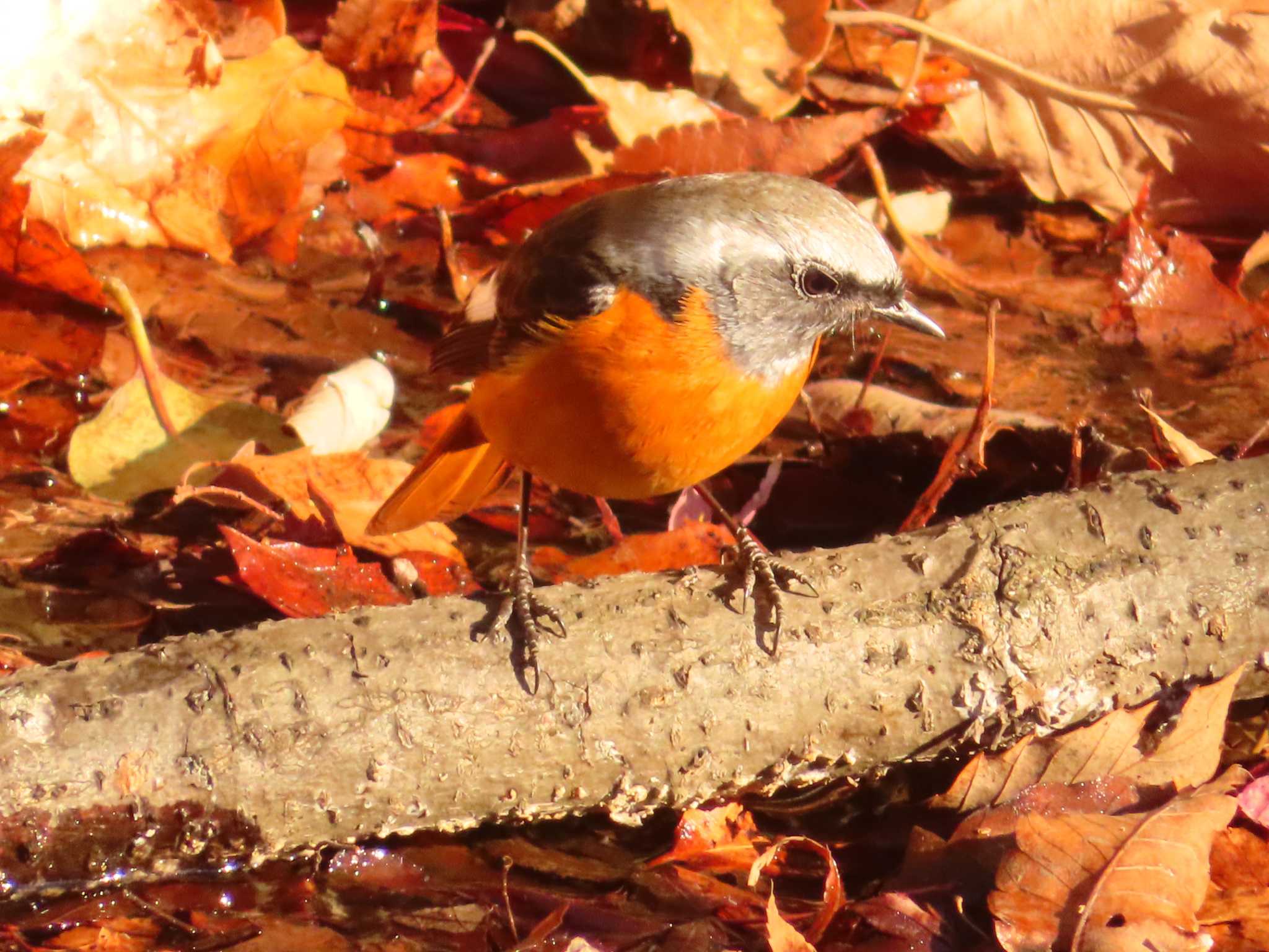 井の頭恩賜公園 ジョウビタキの写真 by ゆ