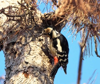 Great Spotted Woodpecker Akigase Park Fri, 1/12/2024