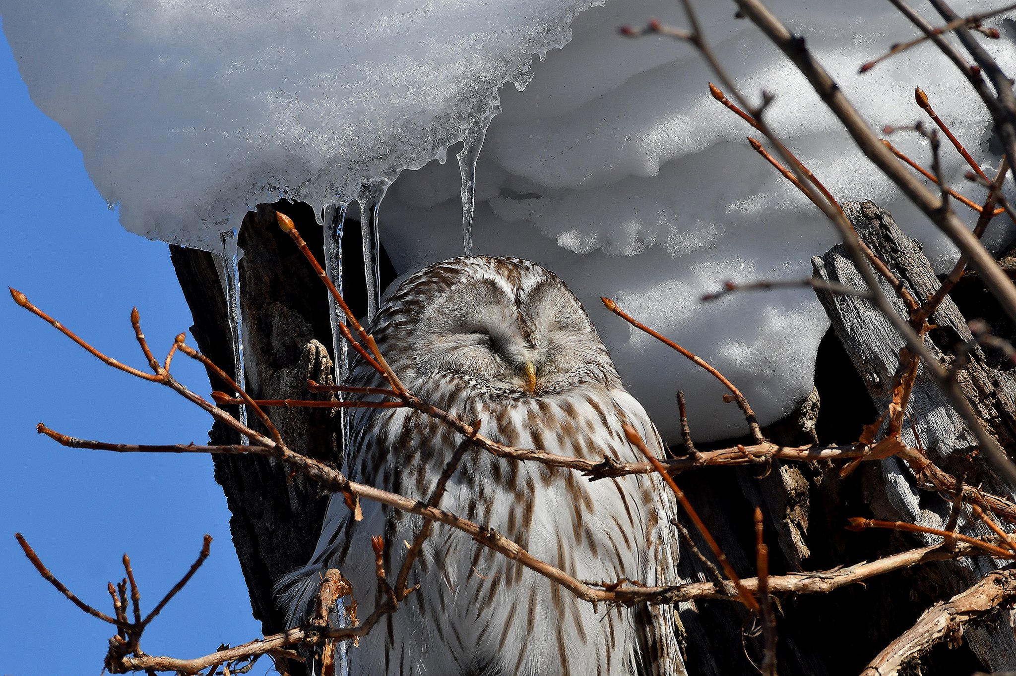 北海道 フクロウの写真 by Markee Norman