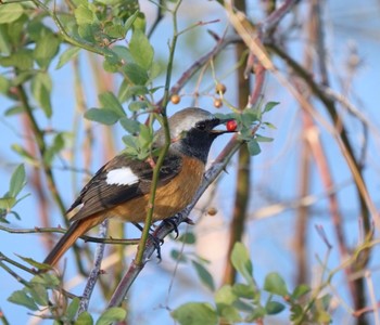 Daurian Redstart 淀川河川公園 Sun, 1/14/2024