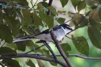 Ryukyu Minivet 網代朝日山公園 Fri, 1/5/2024