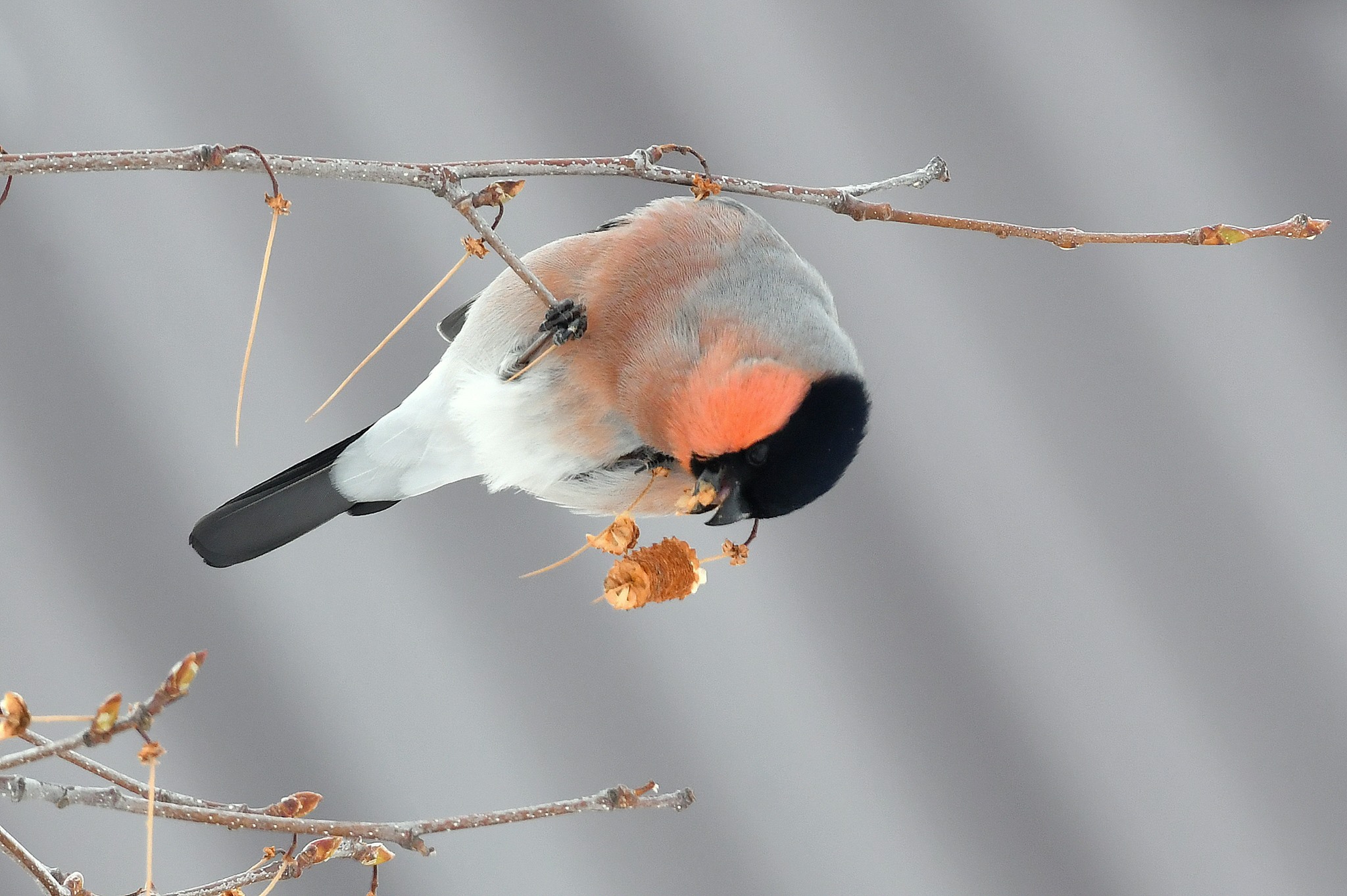 Eurasian Bullfinch