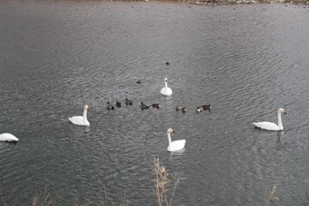 Whooper Swan 壬生町黒川のハクチョウ飛来地 Tue, 1/16/2024