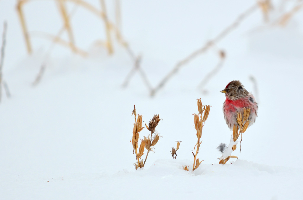 Photo of Common Redpoll at 北海道 by Markee Norman