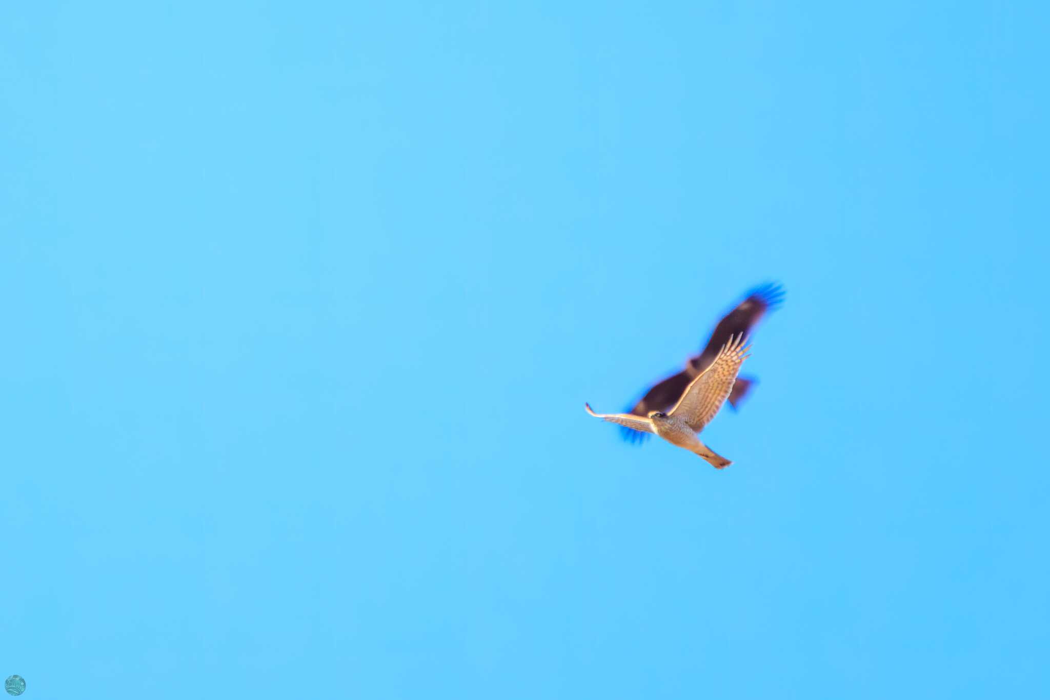 Photo of Eurasian Sparrowhawk at Watarase Yusuichi (Wetland) by d3_plus