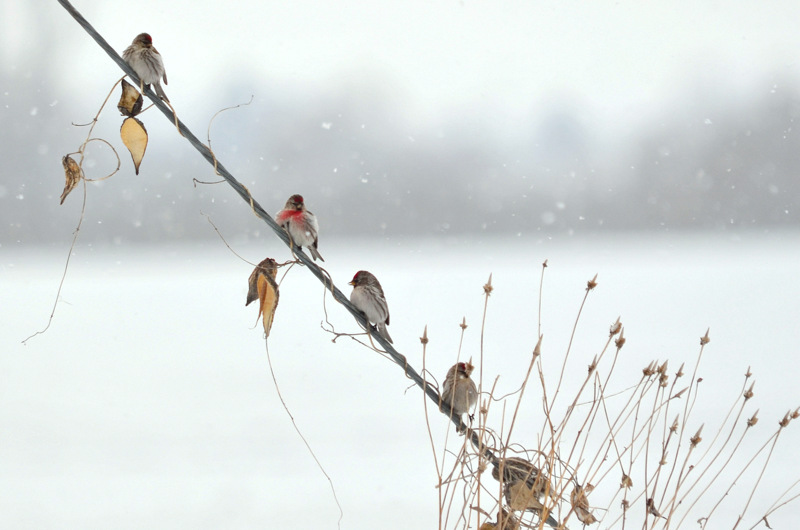 Photo of Common Redpoll at 北海道 by Markee Norman