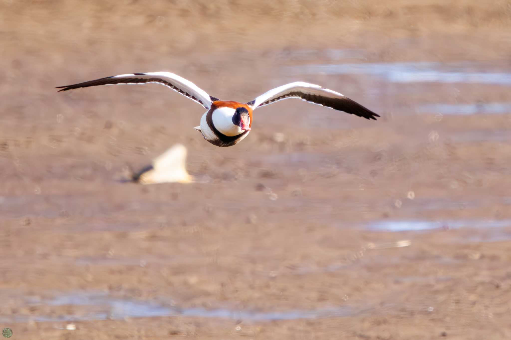 2024年1月7日(日) 渡良瀬遊水地の野鳥観察記録 by d3_plus | ZooPicker