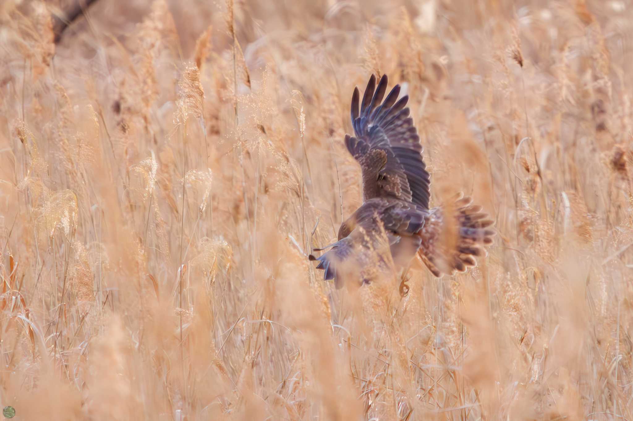 Eastern Marsh Harrier