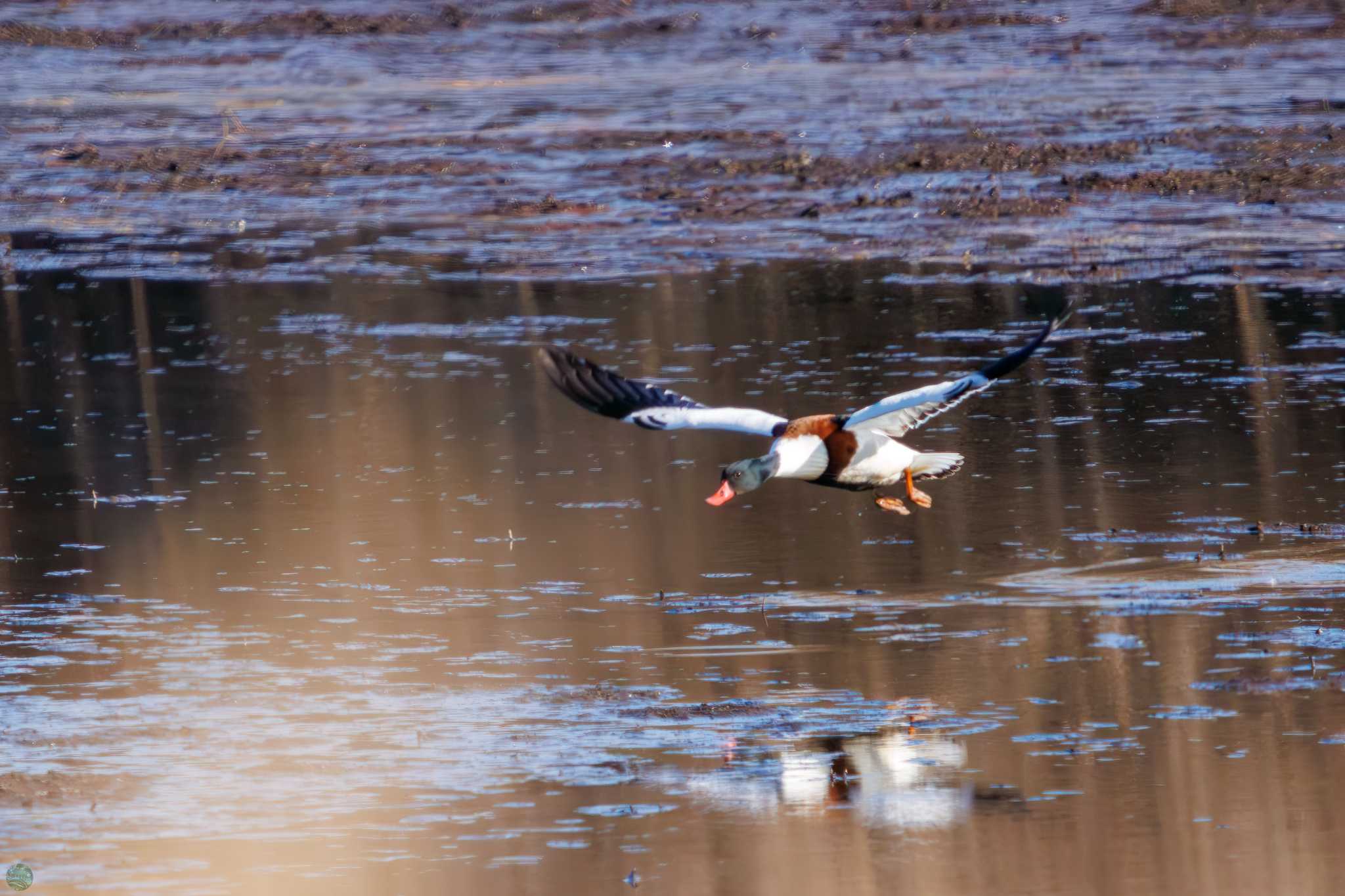 Photo of Common Shelduck at Watarase Yusuichi (Wetland) by d3_plus