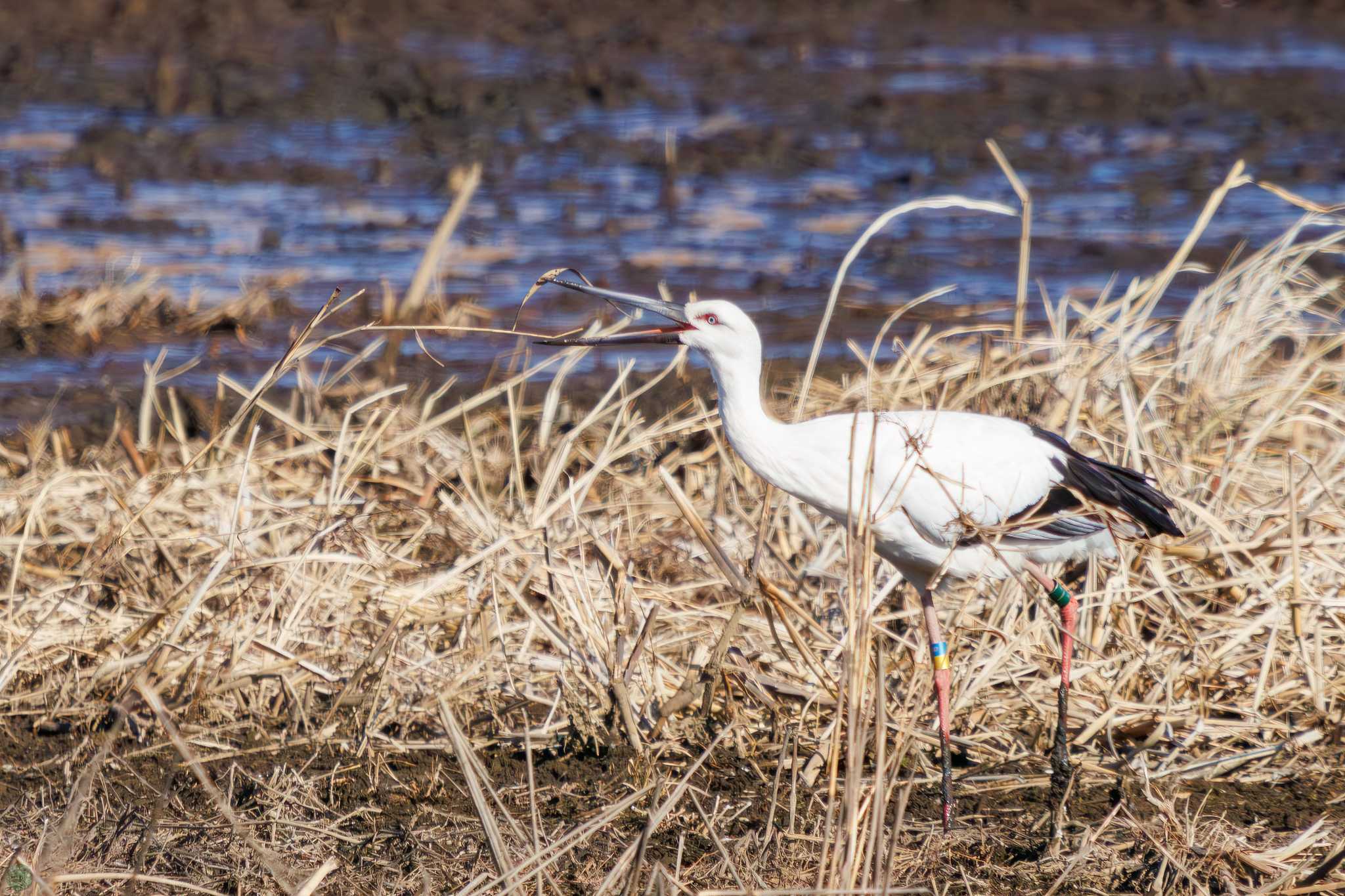 Photo of Oriental Stork at Watarase Yusuichi (Wetland) by d3_plus