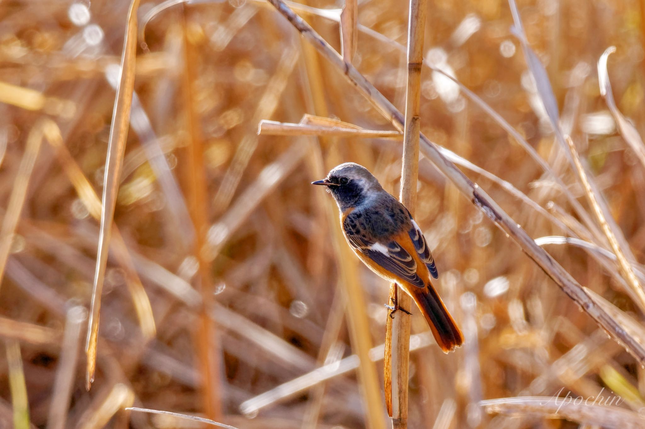 Photo of Daurian Redstart at 大町自然観察園 by アポちん