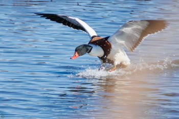 2024年1月7日(日) 渡良瀬遊水地の野鳥観察記録