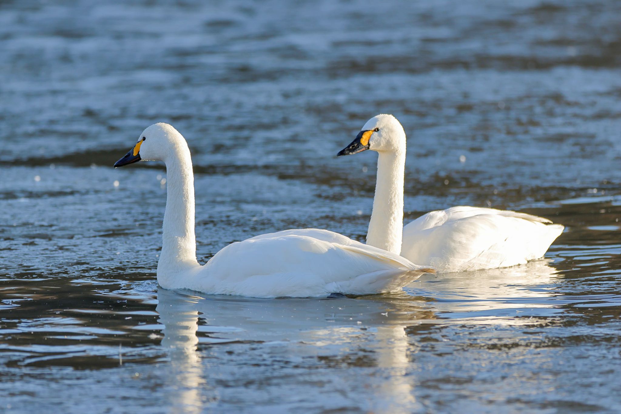 Photo of Tundra Swan at 栃木県 by amachan