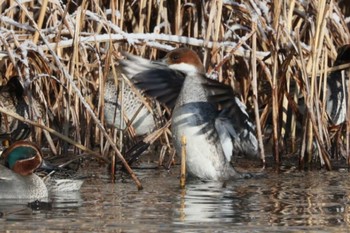 Sun, 1/14/2024 Birding report at 長野県安曇野市