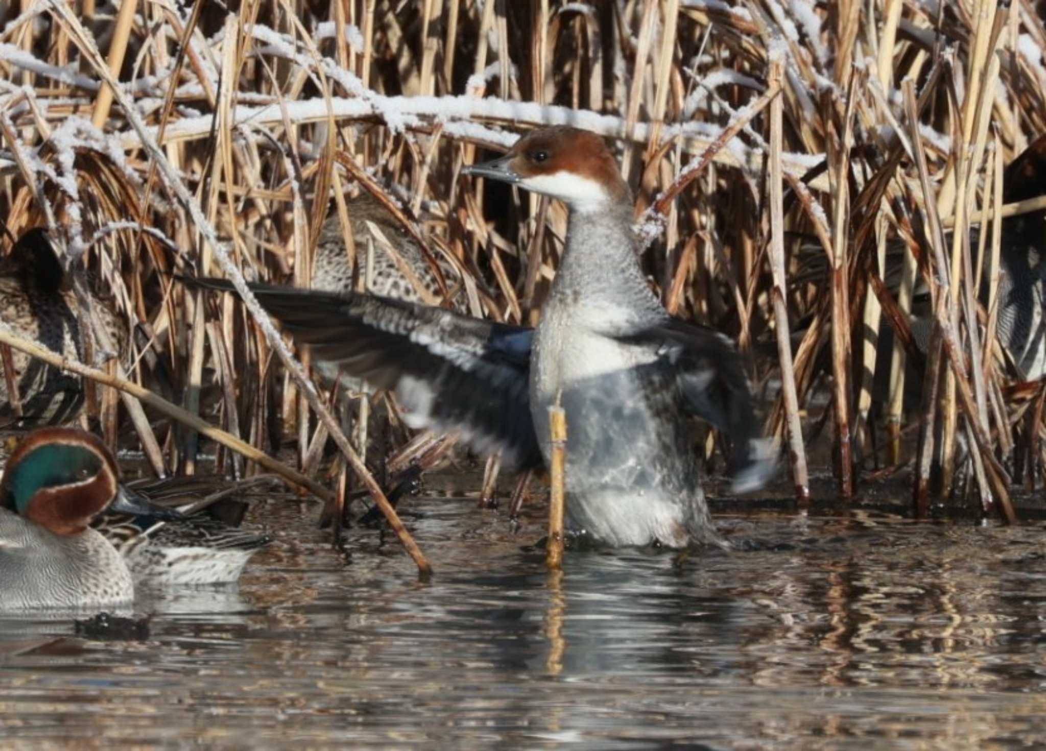 Smew