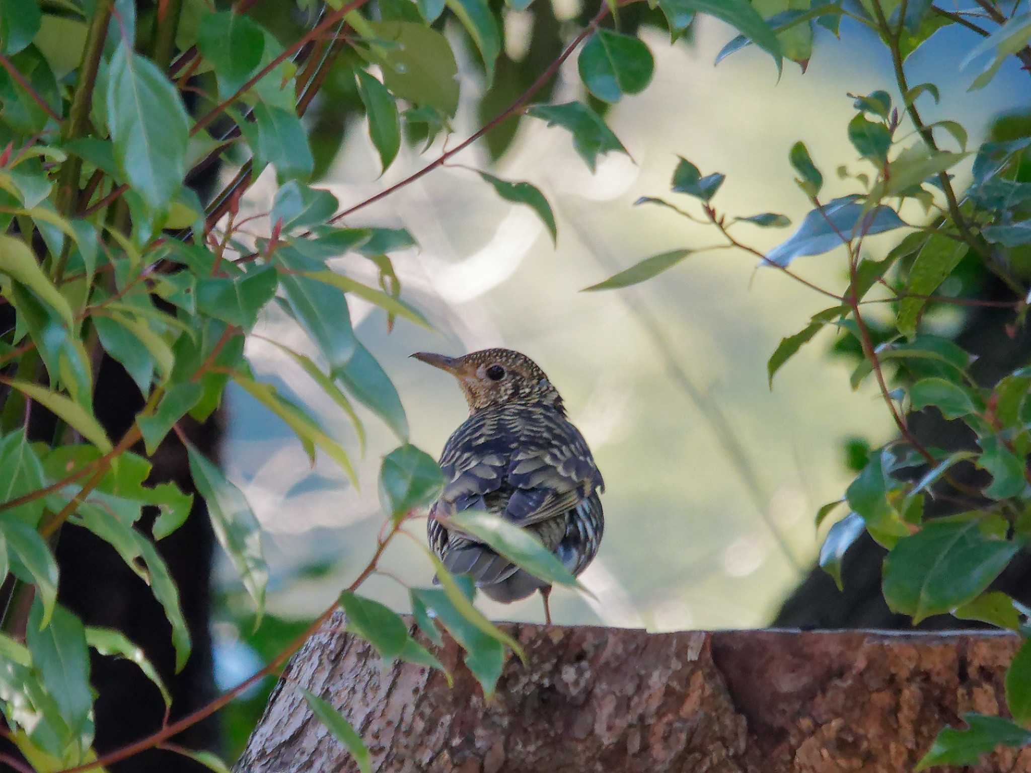 White's Thrush