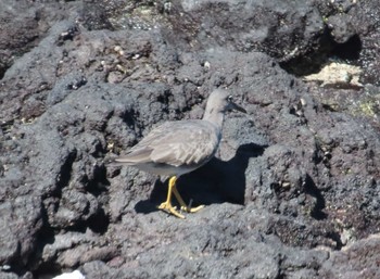 Mon, 1/15/2024 Birding report at ハワイ島