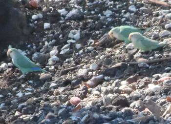 Rosy-faced Lovebird ハワイ島 Mon, 1/15/2024