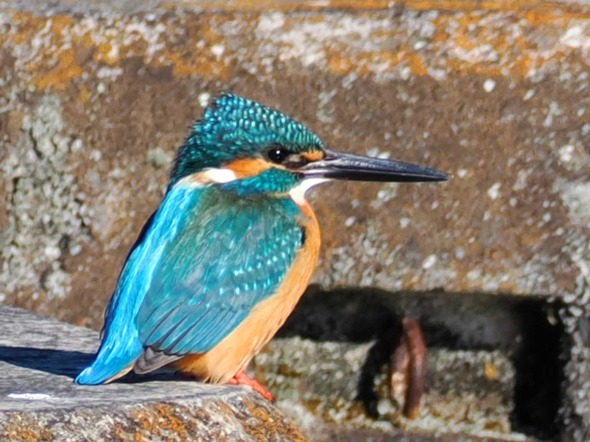 Photo of Common Kingfisher at 日野用水堰 by ぴろり