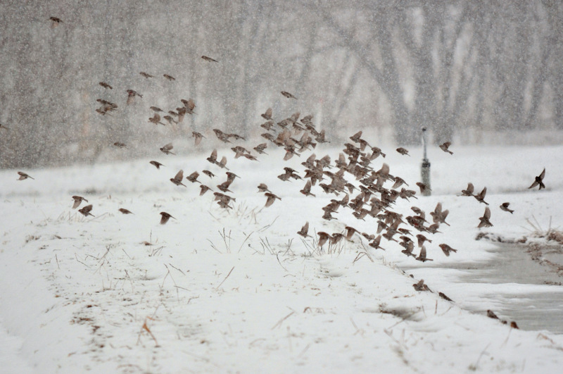 北海道 ベニヒワの写真 by Markee Norman