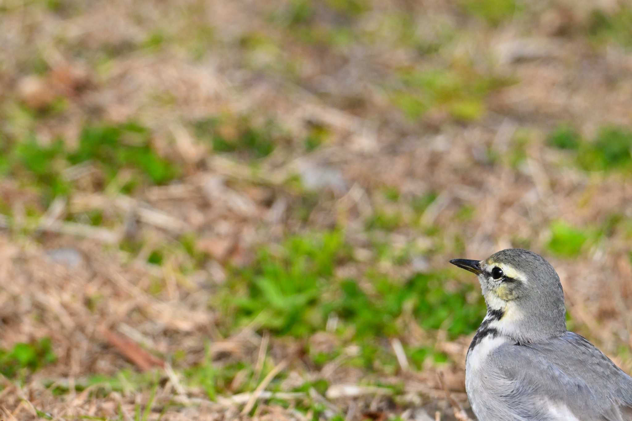 White Wagtail