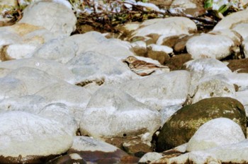 タヒバリ 長野県安曇野市 2024年1月14日(日)