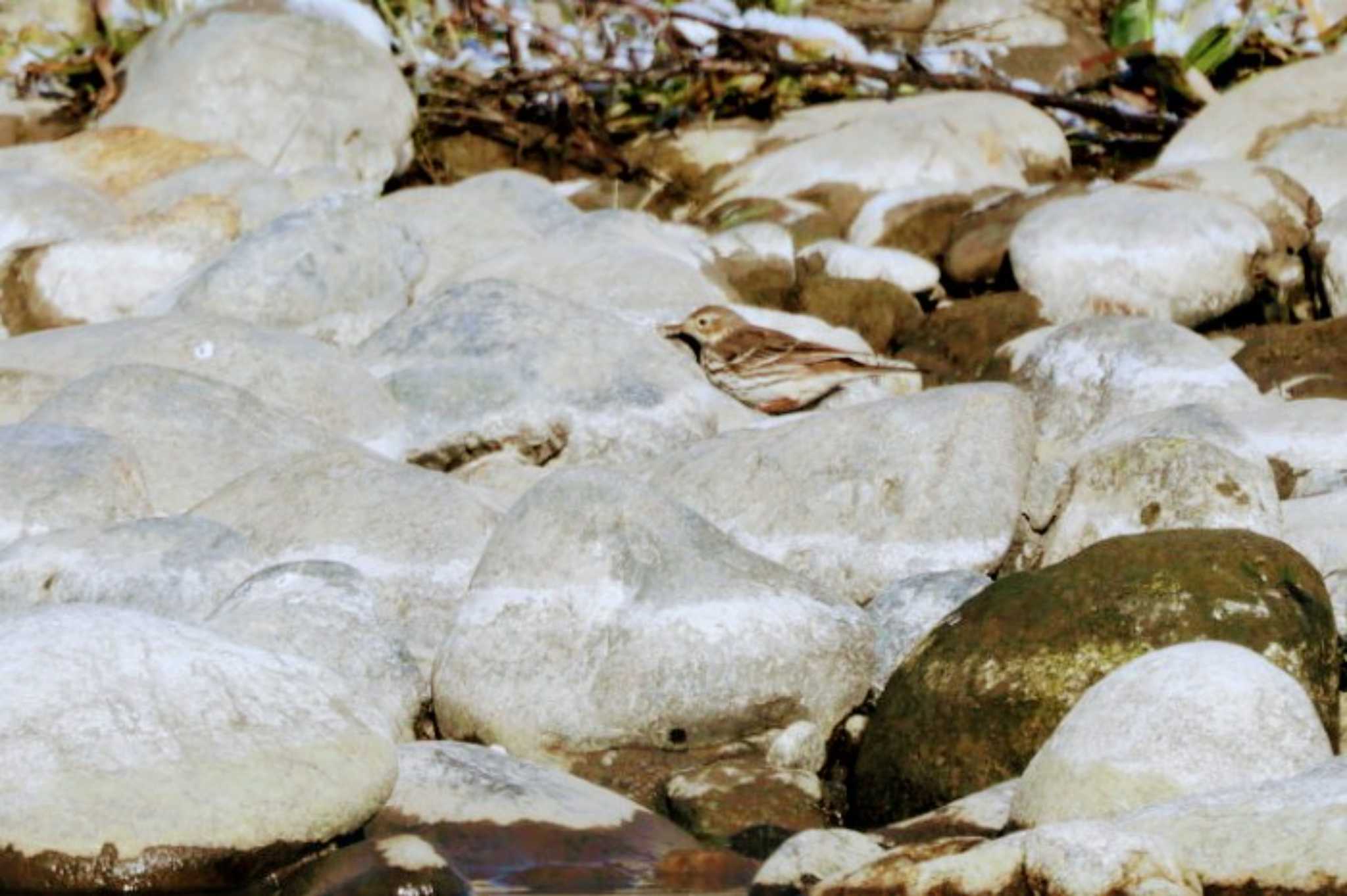 Water Pipit