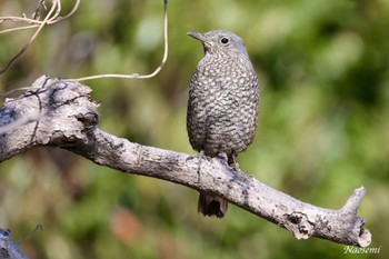 Blue Rock Thrush 城ヶ島公園 Sat, 1/13/2024