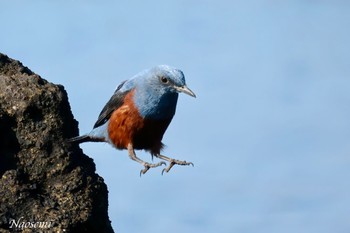 Blue Rock Thrush 城ヶ島公園 Sat, 1/13/2024