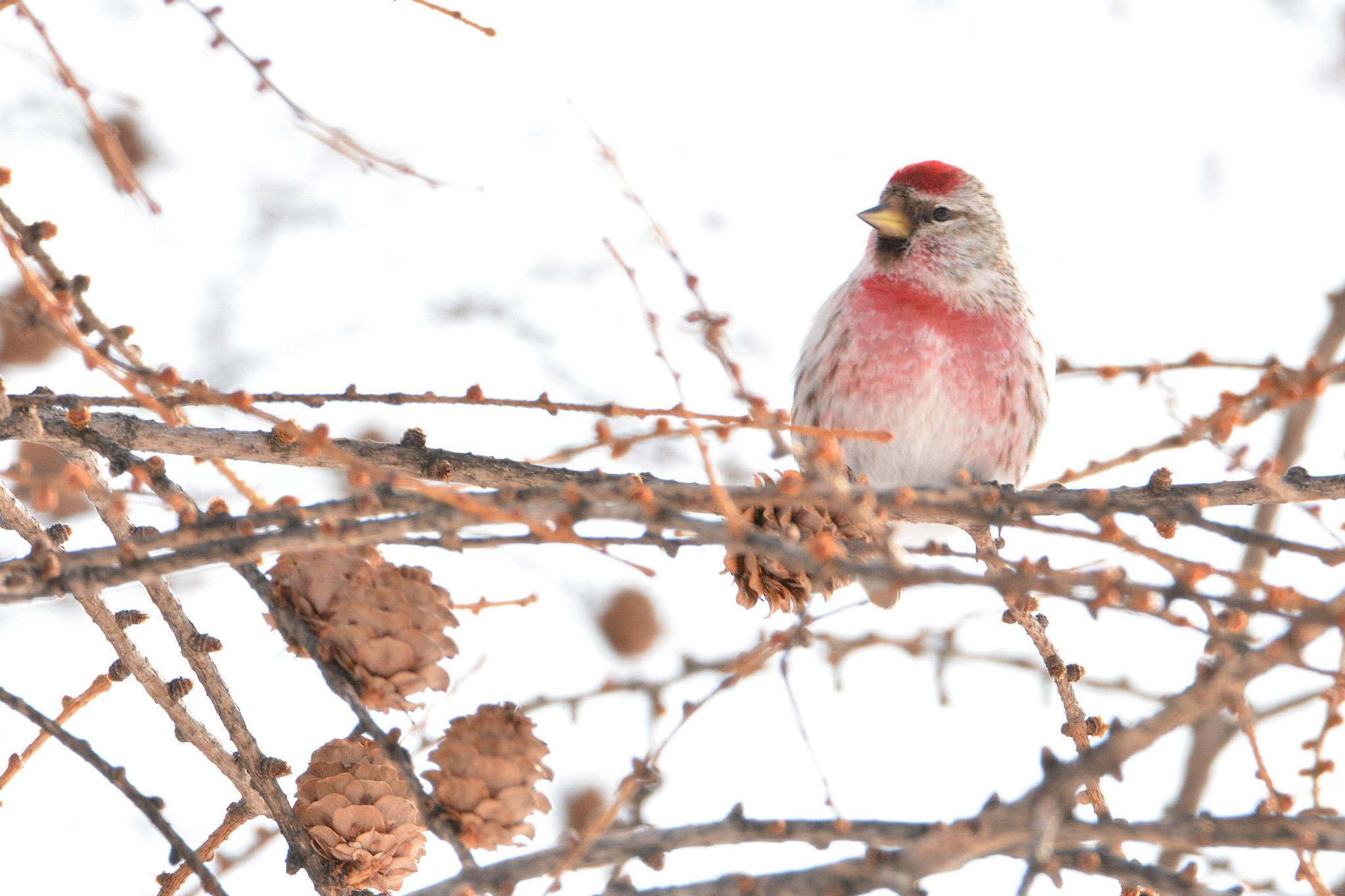 Common Redpoll