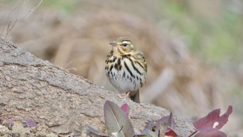 ビンズイ 馬見丘陵公園 2024年1月13日(土)